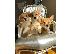 PoulaTo: welsh corgi